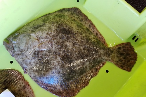 turbot caisse